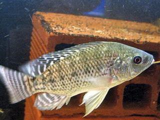 More on species and strains More on species and strains