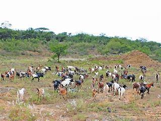 Preserving the indigenous Mbuzi veld goat