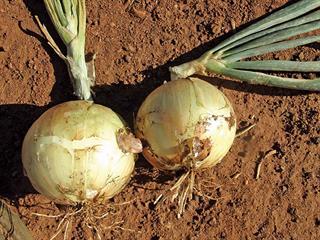 Starting with onions – Part 4