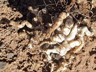 Combating clubroot in cabbage