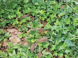 A list of plants that are a danger to horses A list of plants that are a danger to horses