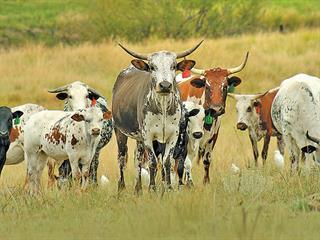 Meat classification – Time to enter the 21st century Meat classification – Time to enter the 21st century