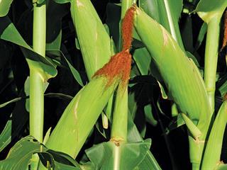 ARC maize trials  Part 2: eastern region