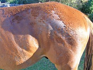 Tackling rain scald in horses