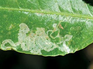 Know your crop pests: Leaf miner