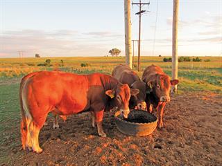 Limousin stud: starting well and getting better