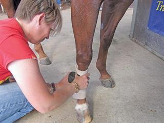 How to fit an exercise bandage on a horse