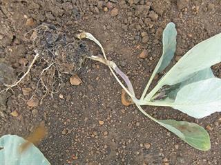 Physiological disorders in cabbage Physiological disorders in cabbage