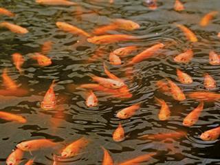 Farmed tilapia are safe to eat Farmed tilapia are safe to eat