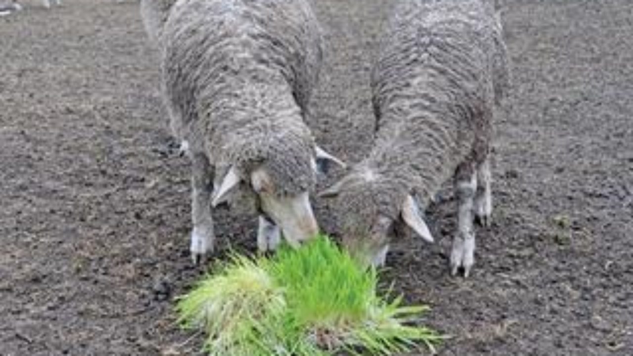 The Value Of Instant Green Feed As Livestock Fodder Farmer S Weekly
