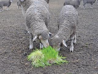 The value of instant green feed as livestock fodder The value of instant green feed as livestock fodder