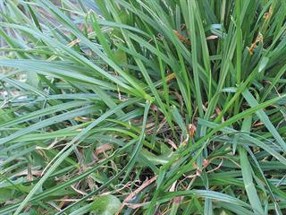 Grazing perennial ryegrass