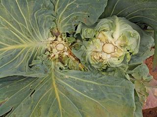 A new, very dangerous cabbage disease