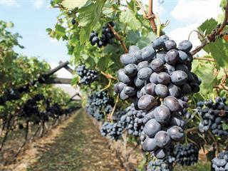 ‘Know your vineyards and workers well’- top grape farmer ‘Know your vineyards and workers well’- top grape farmer