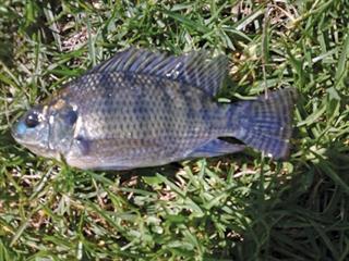 Know your tilapia species