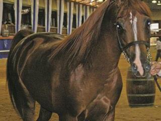 How bergafat benefits horses How bergafat benefits horses