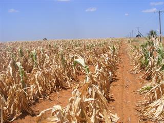 The ripple effect of  SA’s maize crop shock