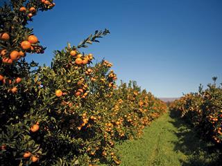 Secrets to success in the US citrus market