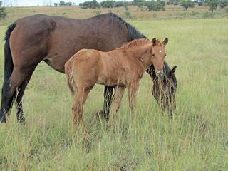 Moxidectin dewormer for horses – watch that dosage!