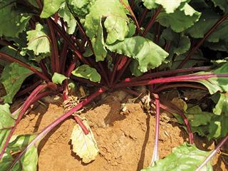 How to grow beetroot