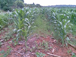 Managing weeds, pests and diseases Managing weeds, pests and diseases