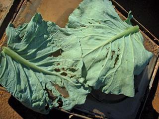 Mineral deficiencies in cabbages