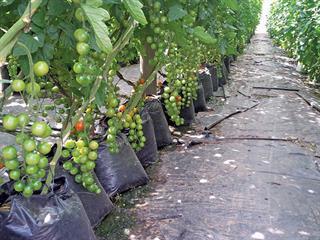Save water through plant nutrition Save water through plant nutrition