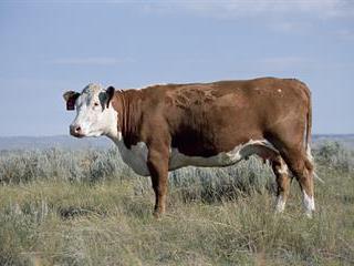 Using the secrets of nature to breed better livestock Using the secrets of nature to breed better livestock