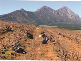 Capturing the special character of old Pinotage