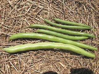 Green beans: the basics