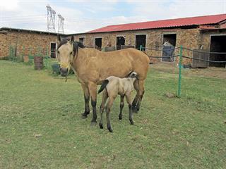 Colostrum: it’s about quality and quantity