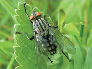 Understanding pesticide resistance Understanding pesticide resistance