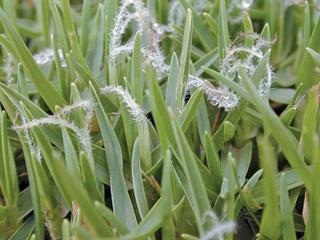 Boosting kikuyu pasturage