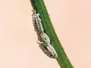 Know your crop pests: Mealybug