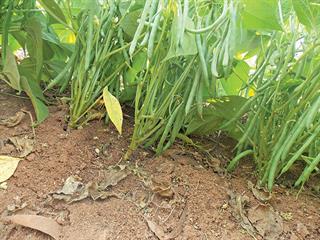 Preparation and planting of green beans