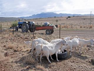 What to feed goats