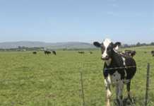 Issues impeding KwaZulu-Natal dairy farmers