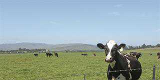 Issues impeding KwaZulu-Natal dairy farmers