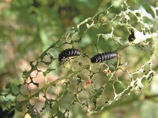 Sawfly – pollinator and pest