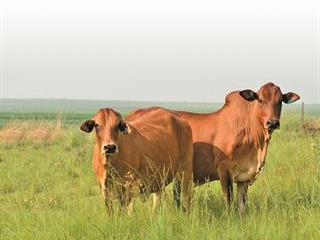 Managing feed and breeding in replacement females