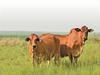 Managing feed and breeding in replacement females Managing feed and breeding in replacement females