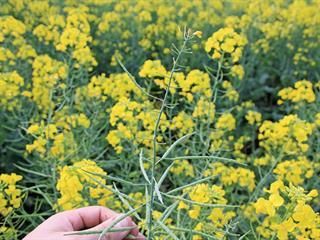 Counting on Canola in 2015 Counting on Canola in 2015