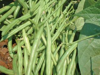 Controlling weeds in green beans