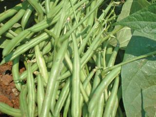 Controlling weeds in green beans Controlling weeds in green beans