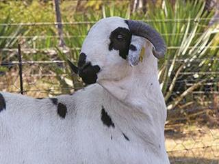Groblersdal’s champion Damara Stud Groblersdal’s champion Damara Stud