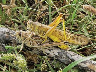 Know your crop pests: Locust