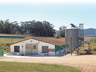 Invasive trees halve broiler heating costs Invasive trees halve broiler heating costs