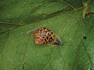 Dealing with slugs and snails