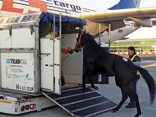 Importing horses Importing horses