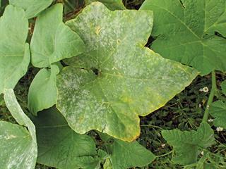 Fungicide fundamentals Fungicide fundamentals